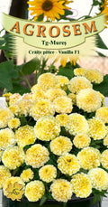 Dwarf Marigolds with Large Flowers Vanilla F1