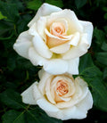 Rosa Creams