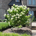 Hydrangea paniculata ‘Diamantino’ tip copacel