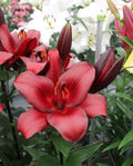 ASIATIC LILY - ESCAPE - Pack of 2 bulbs