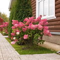 Hydrangea Paniculata Vanilla Fraise - Hortensia Paniculata Vanilla Fraise