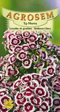 Holborn Glory Garden Pinks