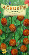 Orange Gomphrena
