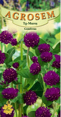 Purple Gomphrena