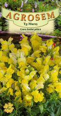 Dwarf yellow snapdragon