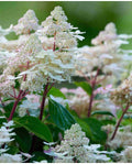 Hydrangea Early Harry