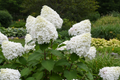 Hydrangea Phantom