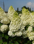 Hydrangea paniculata ‘Magical Kilimanjaro’ - tip copacel