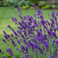 Lavandula angustifolia