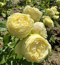 Rosa Lemon