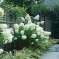 Hydrangea paniculata ‘Lime Light’ - Hortensia Lime Light