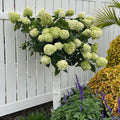 Hydrangea paniculata ‘Limelight’ - tip copacel