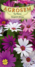 African Daisies