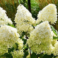Hydrangea Skyfall - tip copacel