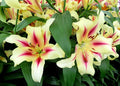 IMPERIAL LILY - NYMPH - Pack of 2 bulbs