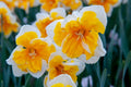 Narcise ORANGERY 12/16 - Pachet 5 Bulbi