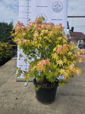 Acer palmatum ‘Orange Dream’