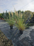 Cortaderia selloana tiny pampa