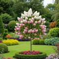 Hydrangea paniculata ‘Pinkachu’ - tip copacel