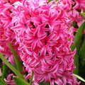 Hyacinths PINK PEARL 17/18 - Pack of 3 Bulbs