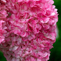 Hydrangea 'Fraise Melba' MT80 cm