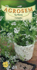 Coriander