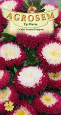 Oxeye Daisy Red and White Pompon