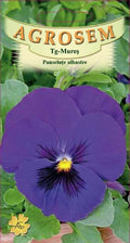 Blue pansies