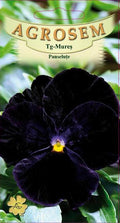 Black Pansies