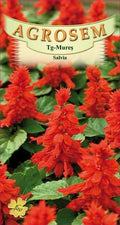 Scarlet sage