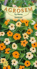 Thunbergia