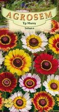 Chrysanthemum