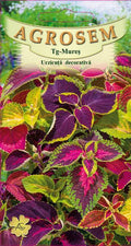 Coleus
