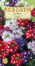 Verbena