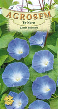 Blue Morning Glories