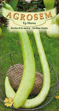 Cucuzzi Squash - Sicilian Snake