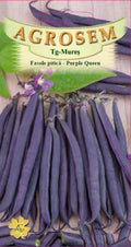 Dwarf bean - Purple Queen