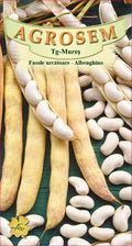 Climbing bean - Albenghino