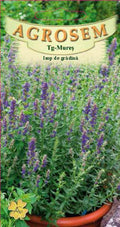 Hyssop