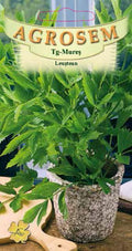 Lovage