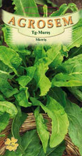 Sorrel