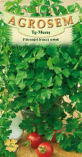 Common flat-leaf parsley