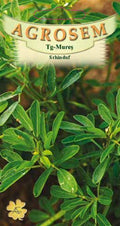 Fenugreek