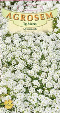 White alyssum