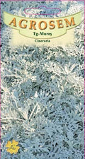 Cineraria