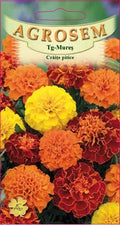 Dwarf Marigolds