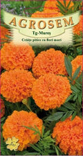 Dwarf marigolds with large orange flowers