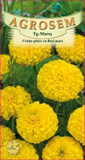 Dwarf marigolds with large yellow flowers