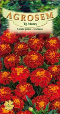 Crăiţe pitice Carmen
