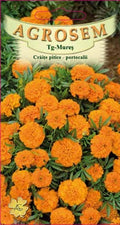 Orange Boy Dwarf Marigolds